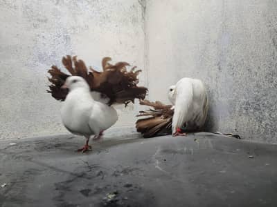 Pure Indian Brown fantail Pegion Pair. Exchange possible ha