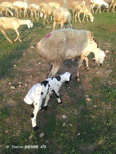ablak dumbi with male kid