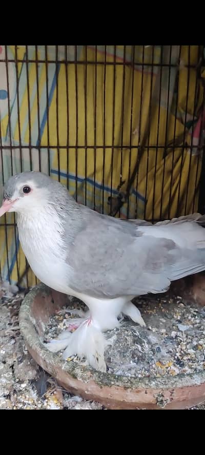 pigeon