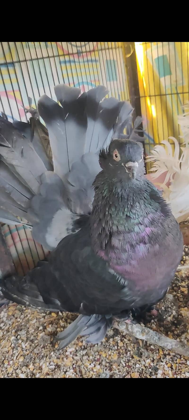 pigeon 1