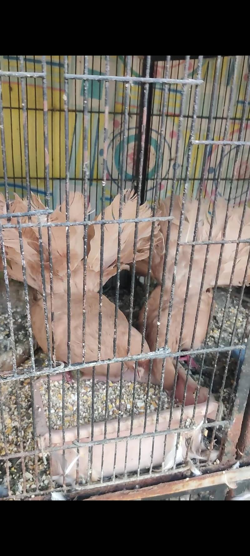 pigeon 2