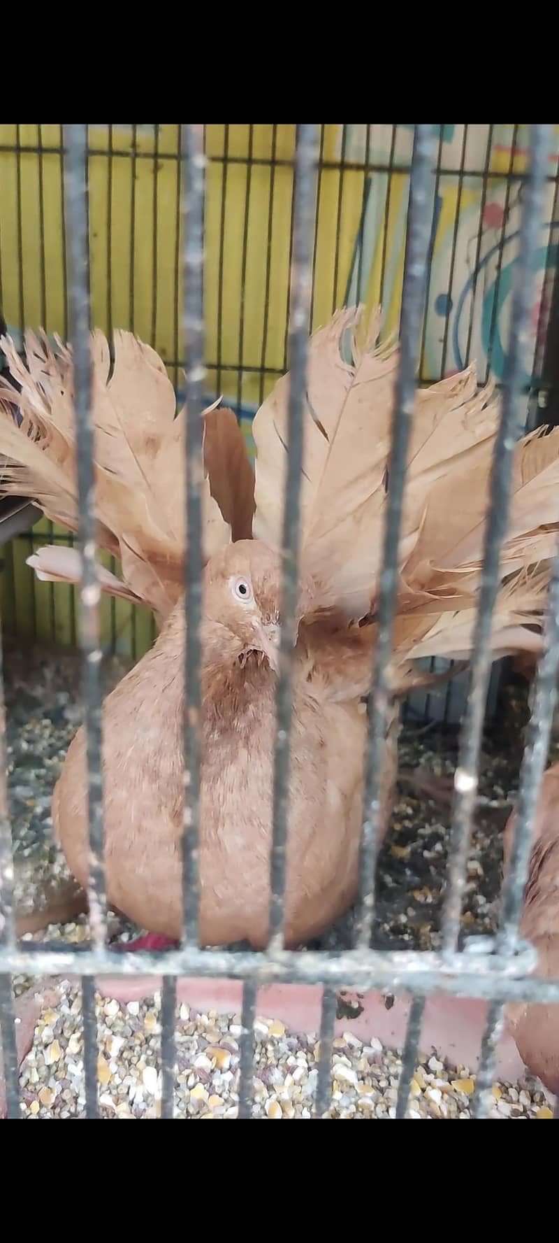 pigeon 3