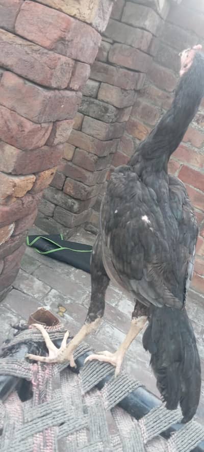 Urgent Sell Pure Aseel Pair (5-6 Months) - Pair Only