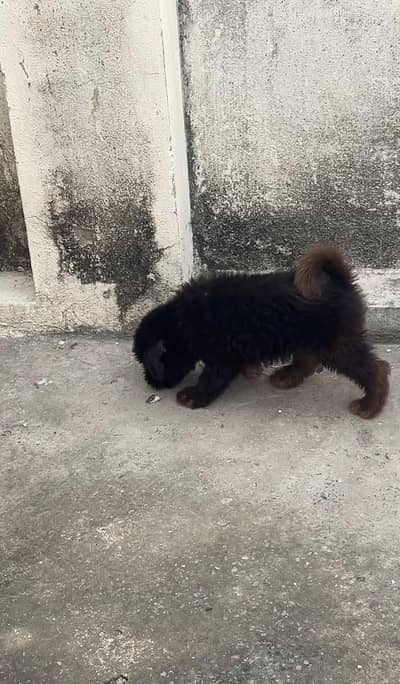 poodle dog baby for sale