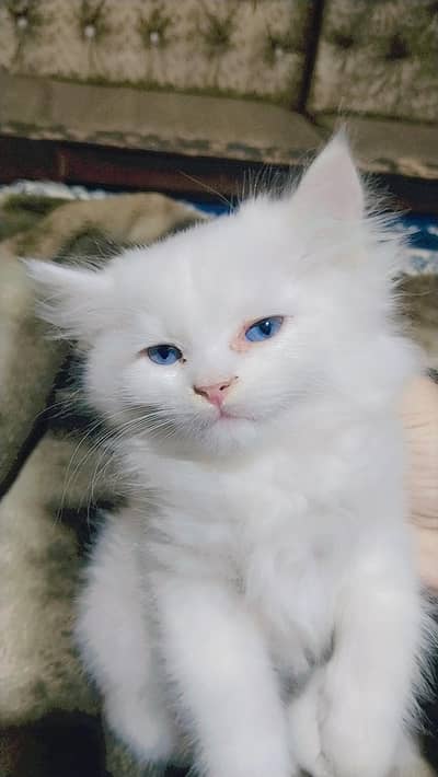 Persian cat