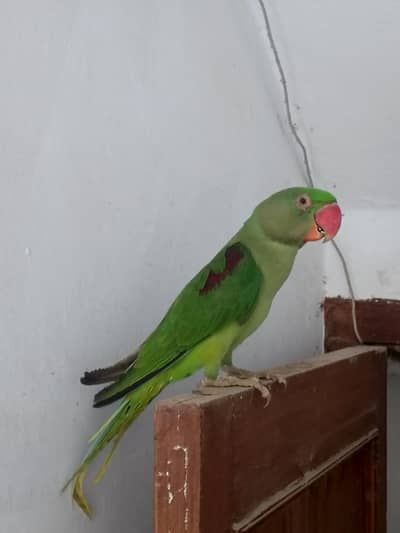 Raw Parrot Male