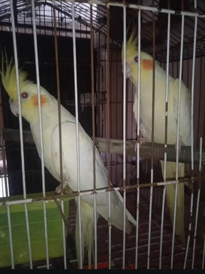 common white Red eye breeder pair;? fellow breeder mail ? lovebird