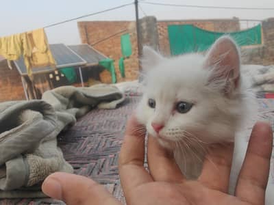 white persion kitten baby