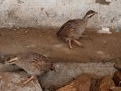 gary chicks