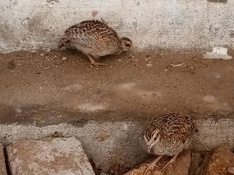 gary chicks 1