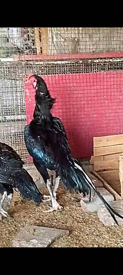 Aseel murga full active top quality black color thai cross