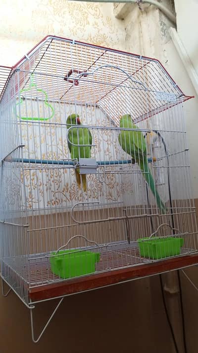 Green RingNeck Pair Available Dono Hand Tame H  With Cage