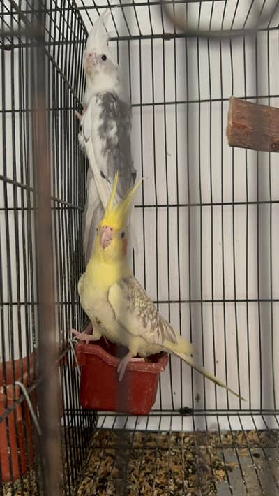 full breeder pair hai
