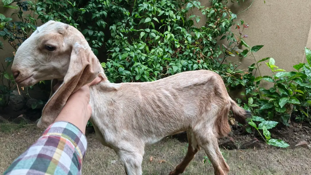 Rajanpuri and Makhi Cheeni Goat for Sale — photo 2