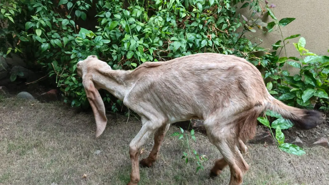 Rajanpuri and Makhi Cheeni Goat for Sale — photo 3