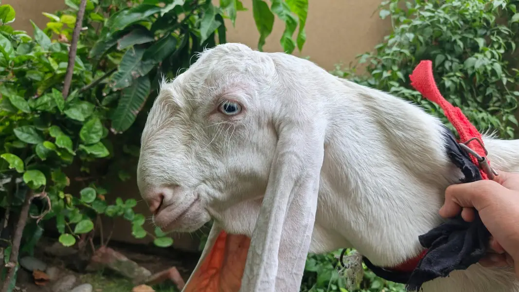 Rajanpuri and Makhi Cheeni Goat for Sale