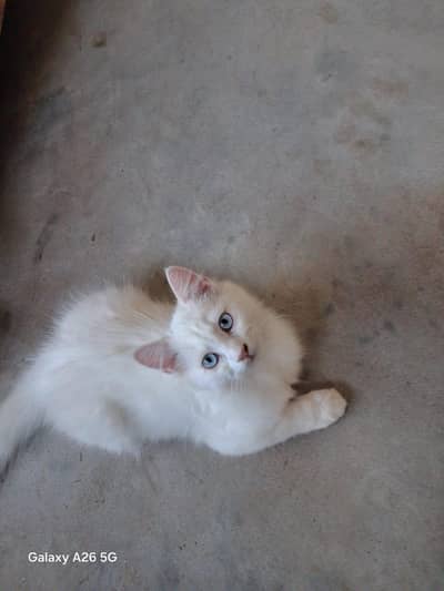 Persian cat for sale