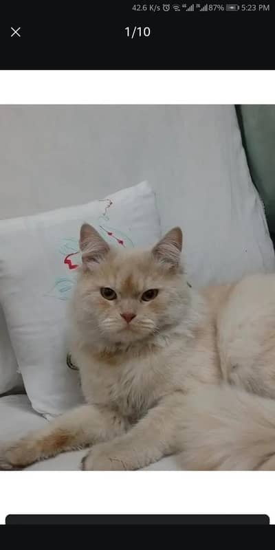 SINGLE COATED PERSIAN CAT