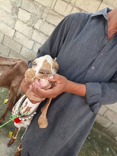 Goats for sale