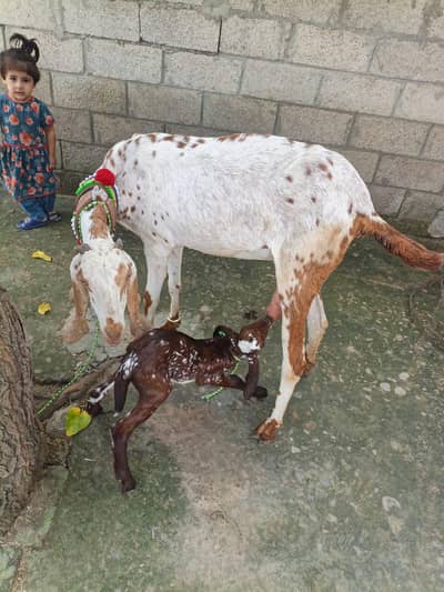 Goats for sale
