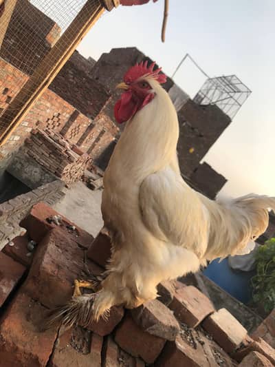 Golden buff male