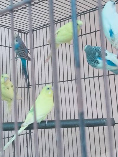 Australian parrot
