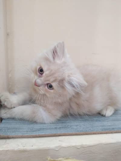 Persian Male cat