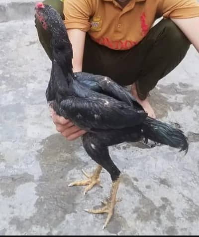 Shamo aseel | Shamo | Black Shamo | Shamo murga