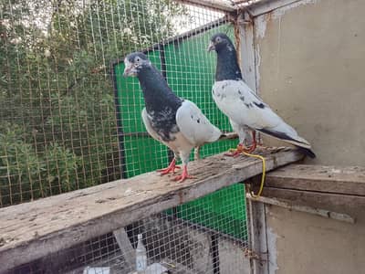 Royal Taddy Long Flight Pigeons | Premium Quality Fancy Kabootar