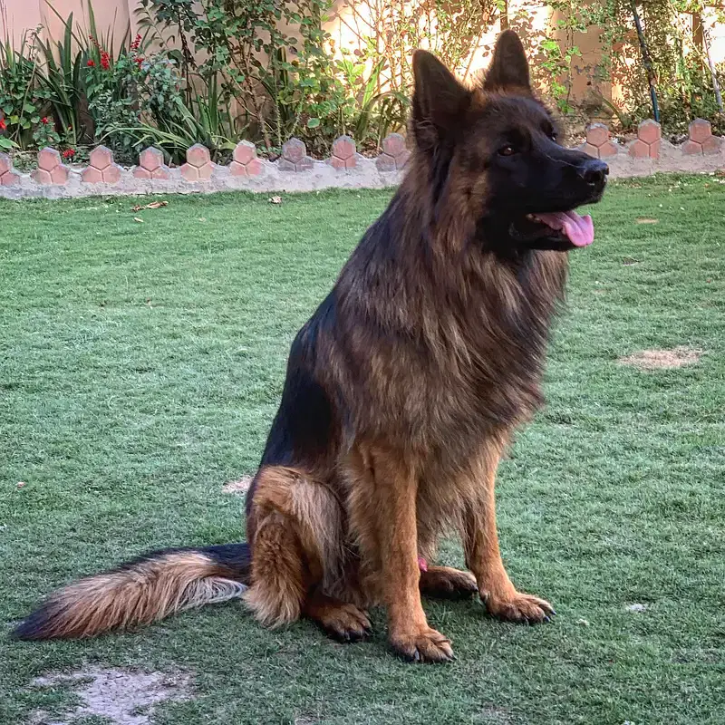 German shepherd Long Coat Puppy | German Shepherd Dog | GSD MalePuppy — photo 4