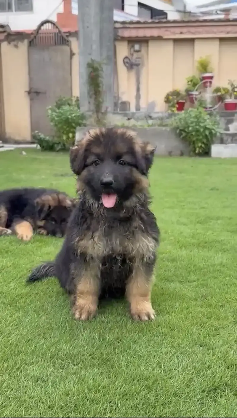 German shepherd Long Coat Puppy | German Shepherd Dog | GSD MalePuppy