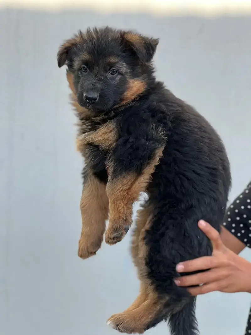 German shepherd Long Coat Puppy | German Shepherd Dog | GSD MalePuppy — photo 5