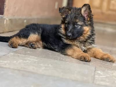 {German Shepherd}{Puppies}{Top Notch Import Bloodline Up For New Home