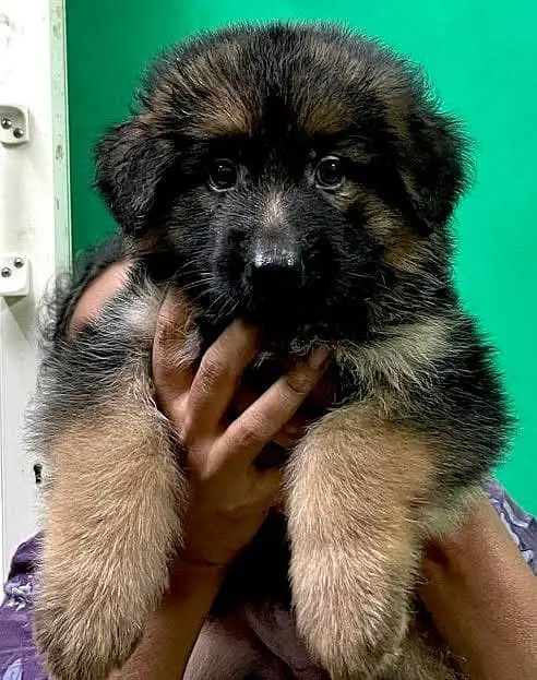 German shepherd Long Coat Puppy | German Shepherd Dog | GSD MalePuppy — photo 7