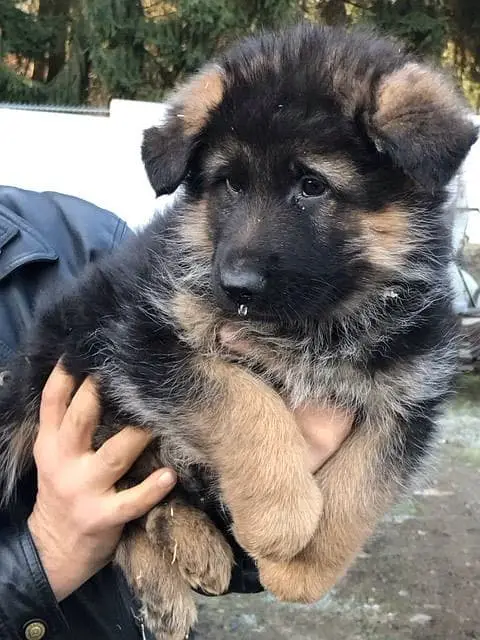 German shepherd Long Coat Puppy | German Shepherd Dog | GSD MalePuppy — photo 8