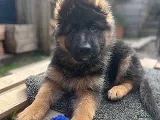 German Shepherd | German shepherd long coat | GSD puppies | GSD Male