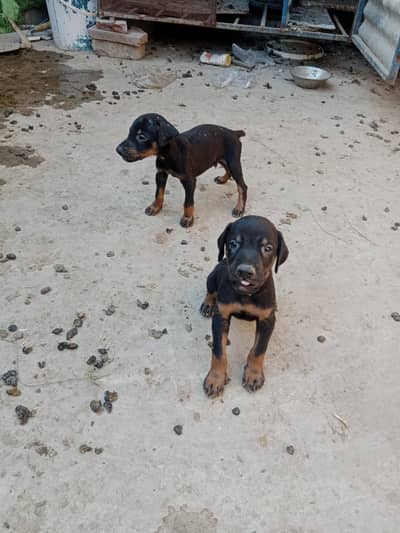 Doberman puppy