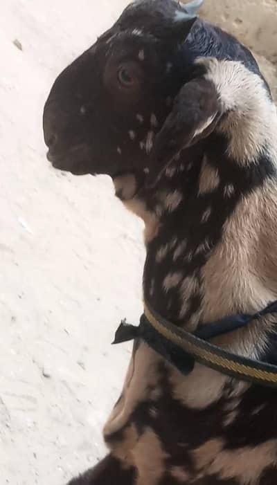 tota pari bakra