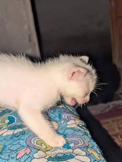 Persian cats female price 5000