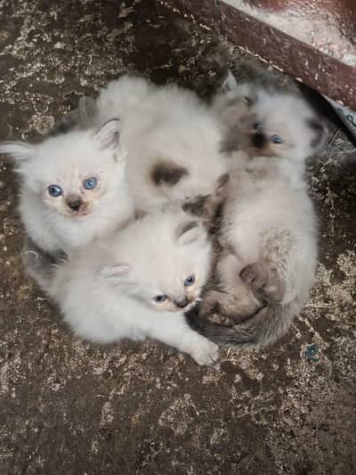 Persian cat