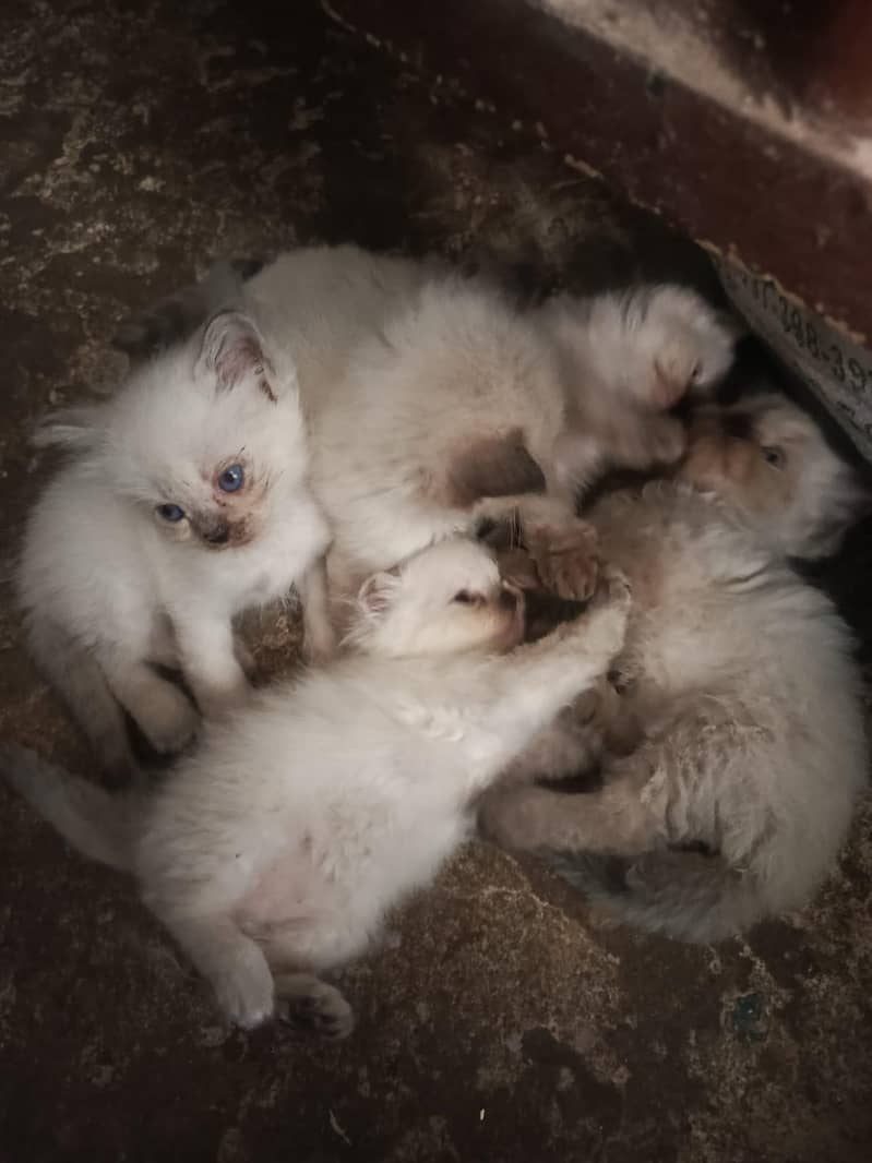 Persian cat 1