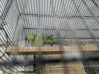 Parrots for Sale  | Beautiful & Healthy Birds Available!