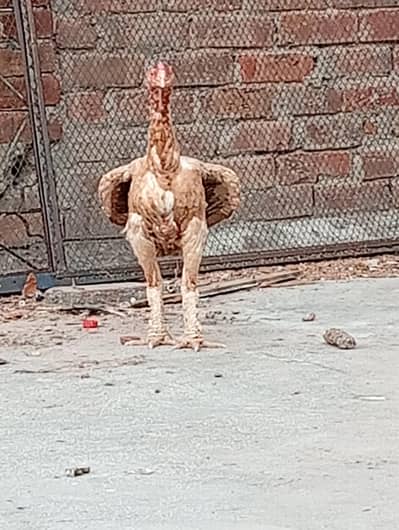 aseel Madi phari nali me bhut zyda old breed ha