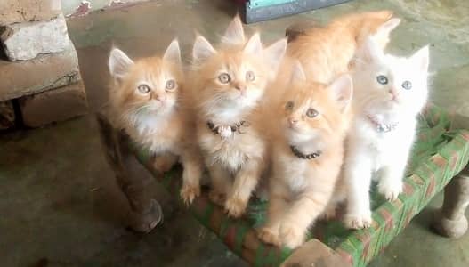 Kittens for sale