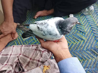 kabotar