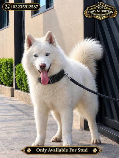 WhiteSiberianHuskyMale |BlueEyes| ExtraLargeXL |WoollyLongCoat| Stud