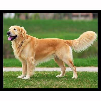Golden retriever | Imported pedigree puppies | Golden Retriever Pupps