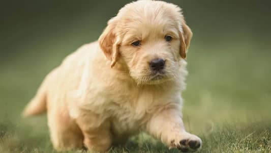 Golden retriever}{Pedigree}{Puppies} And All Type of {Imported} breeds