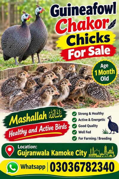 Guineafowl Chakor Chicks