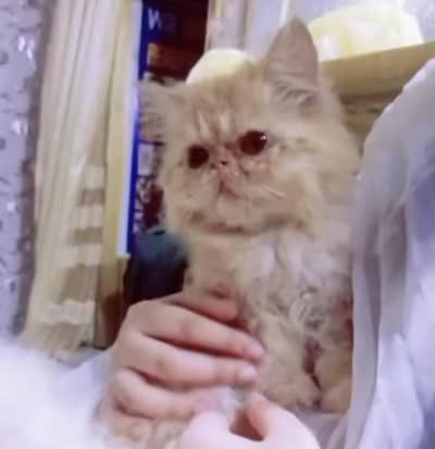 peki female kitten location karachi